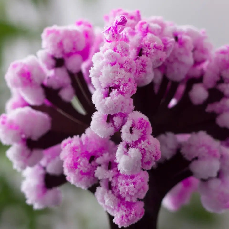 ✨Magic of Snowflake Cherry Blossoming Tree